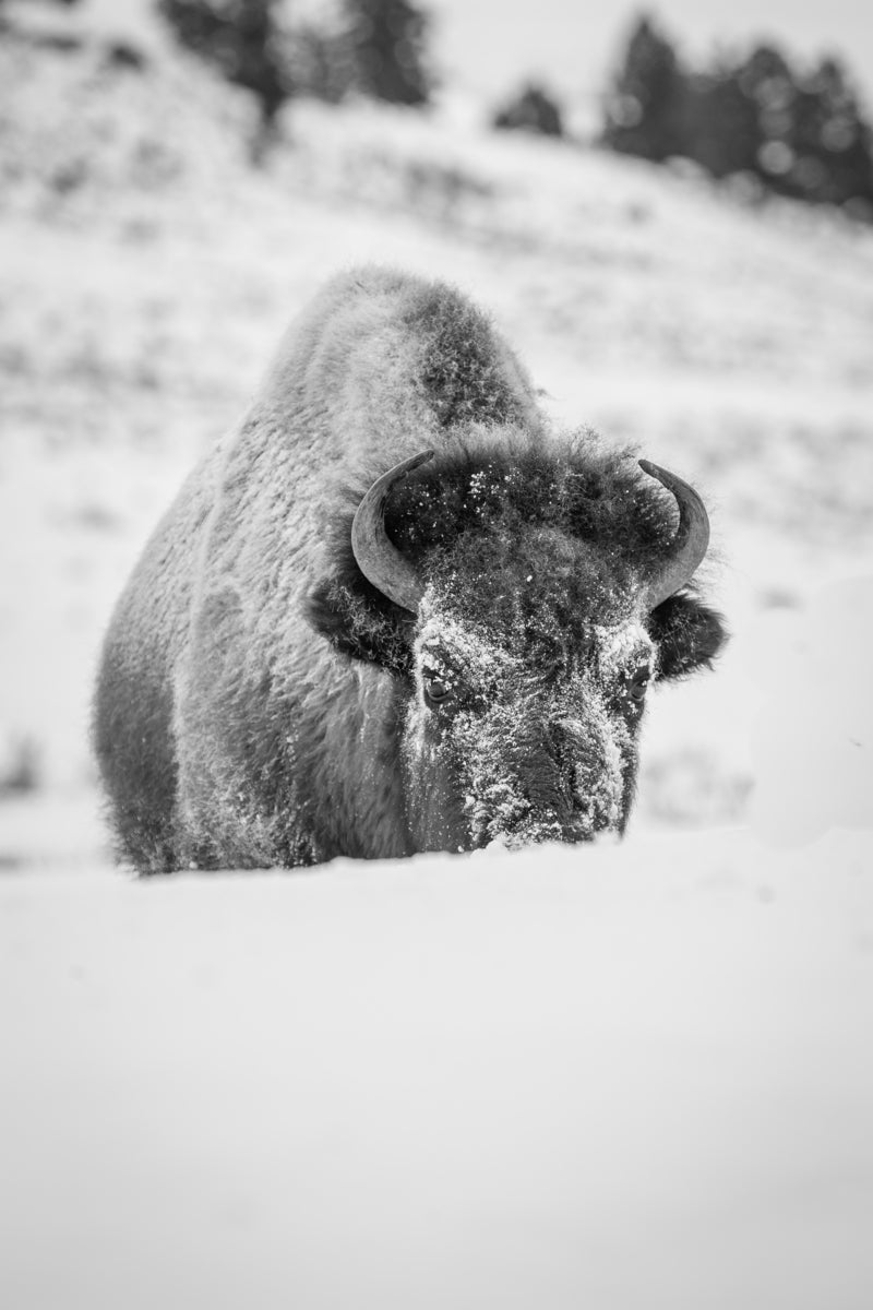 Bison in the Snow