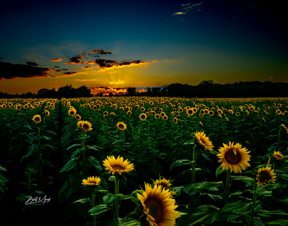 Sunset over sunflowers
