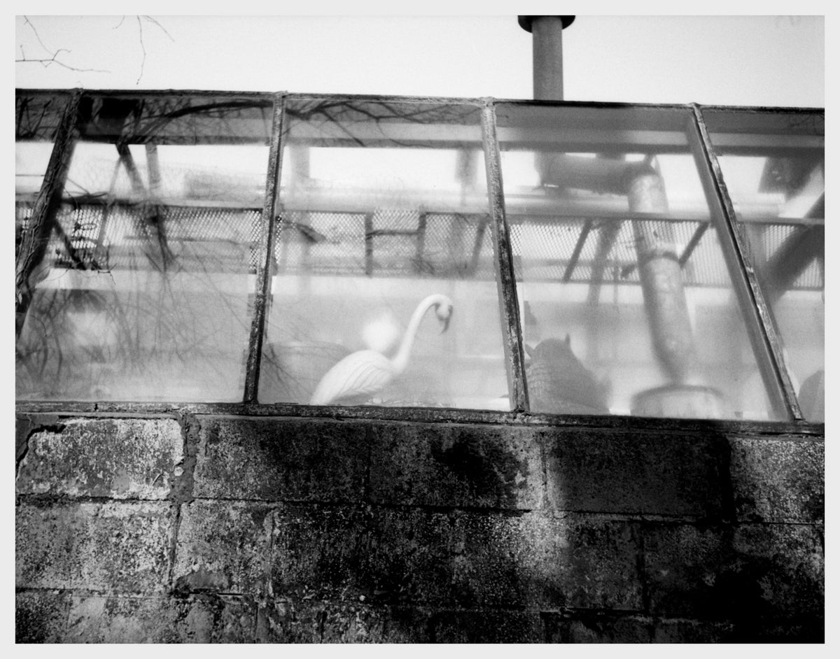 Flamingos in the Greenhouse