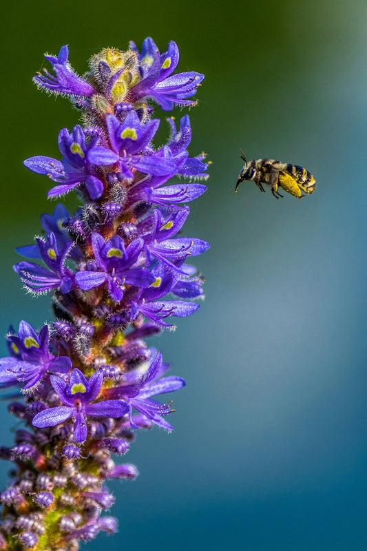 Tiny Bee
