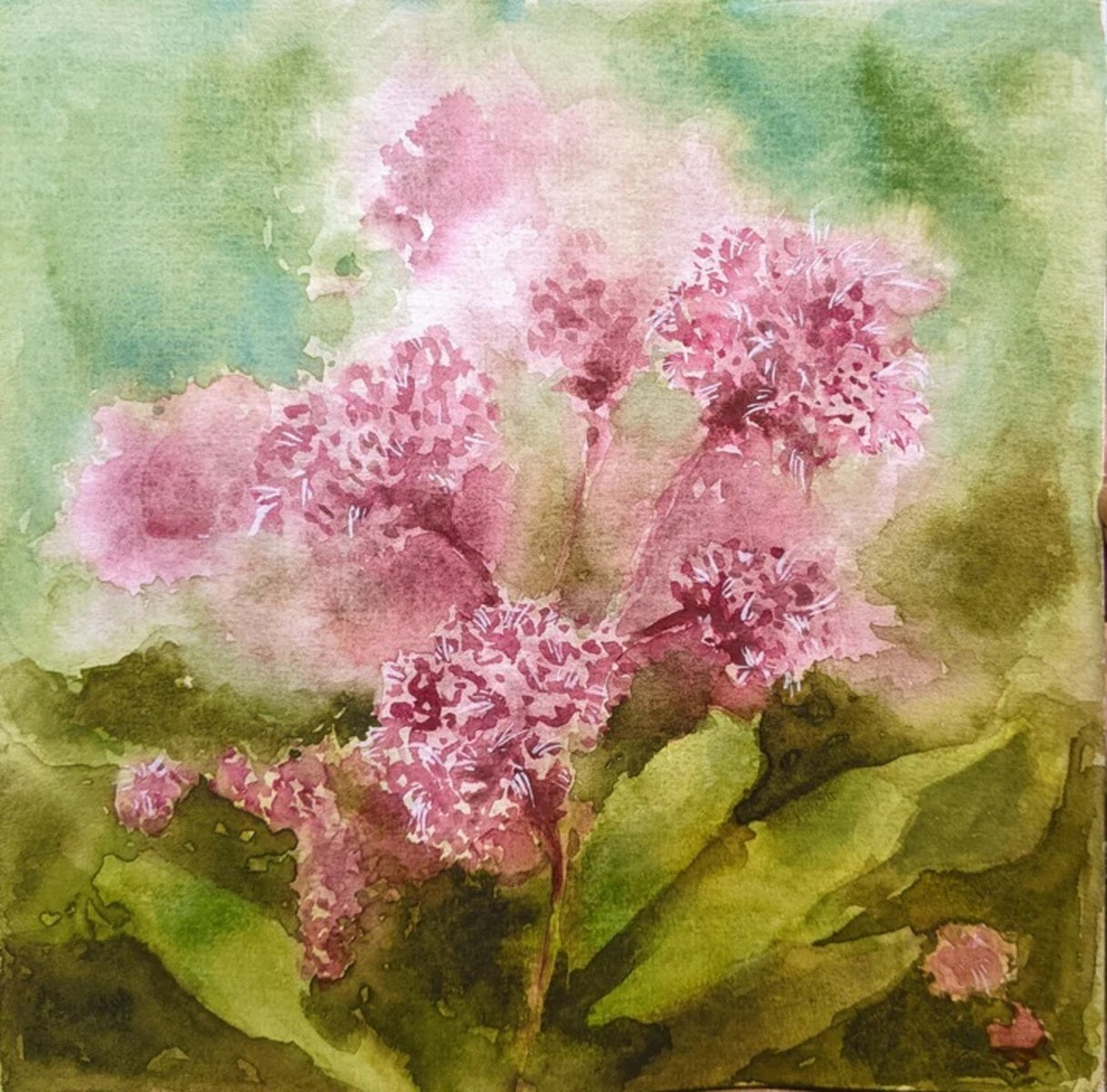 Sweet Joe Pye Weed Flowers