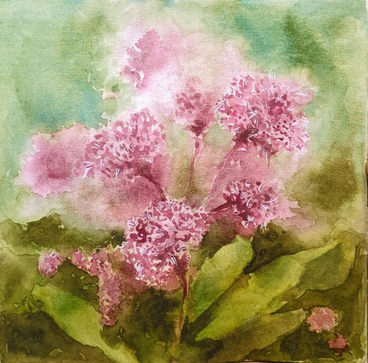 Sweet Joe Pye Weed Flowers