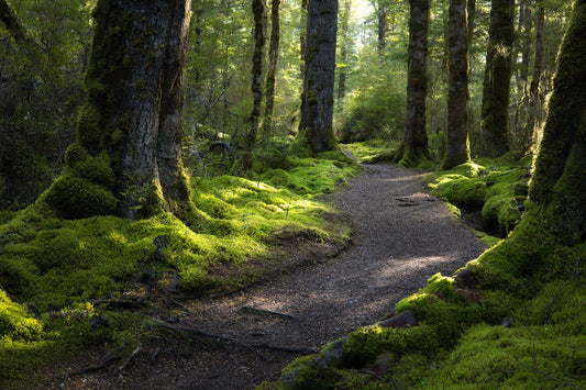 Mossy Surrounds