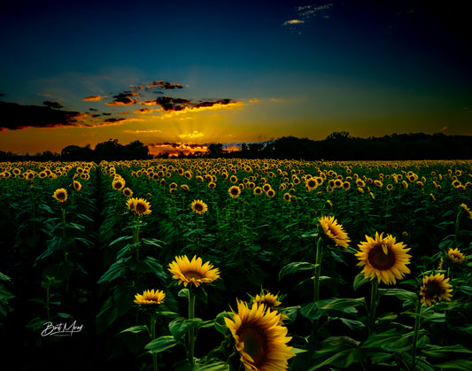 Sunset over sunflowers
