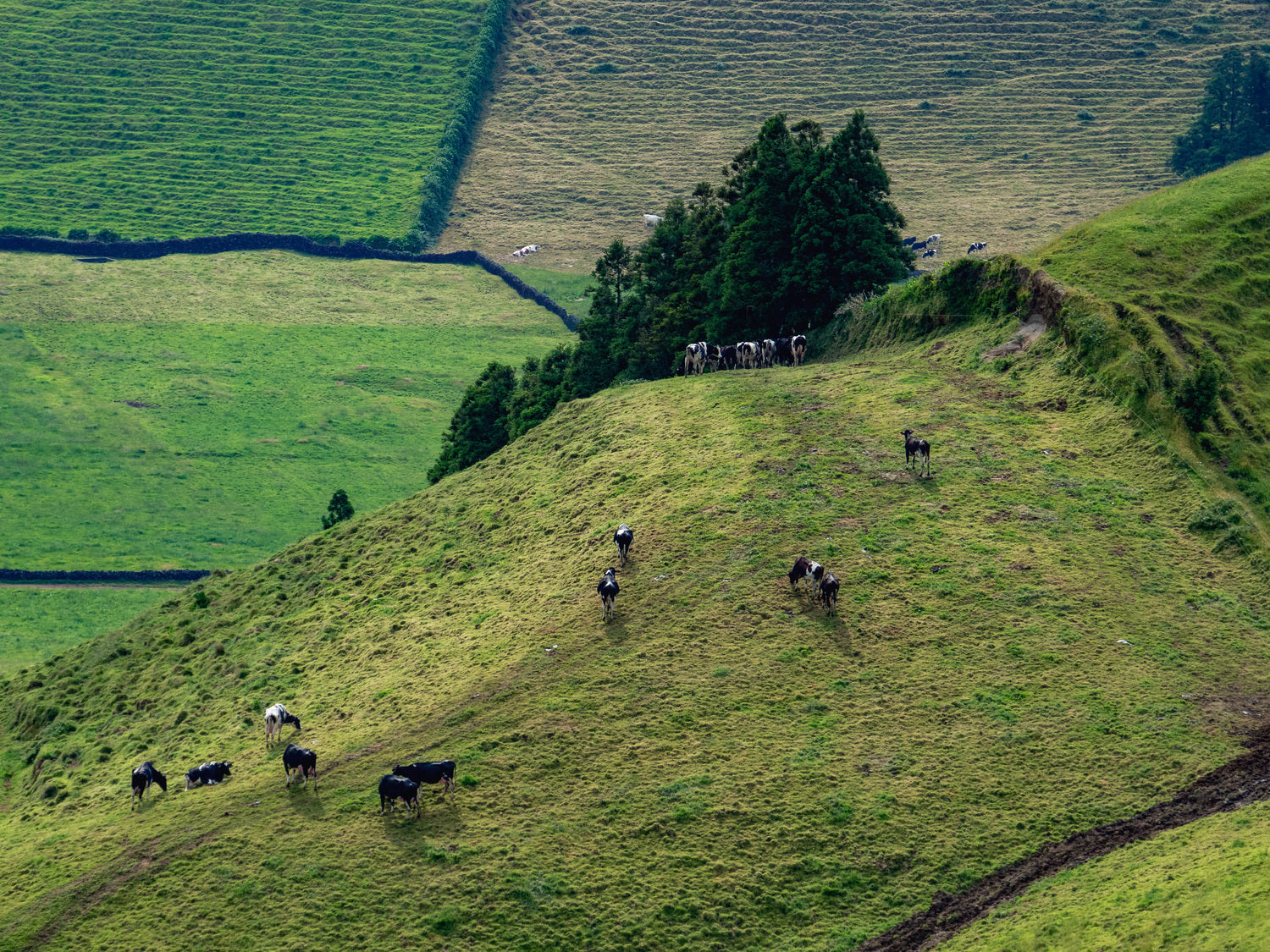 Cows on the Hills of Sao Miguel