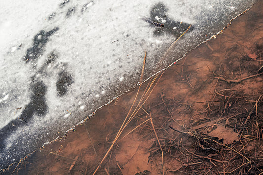Melting Ice at Lakewood Greenway