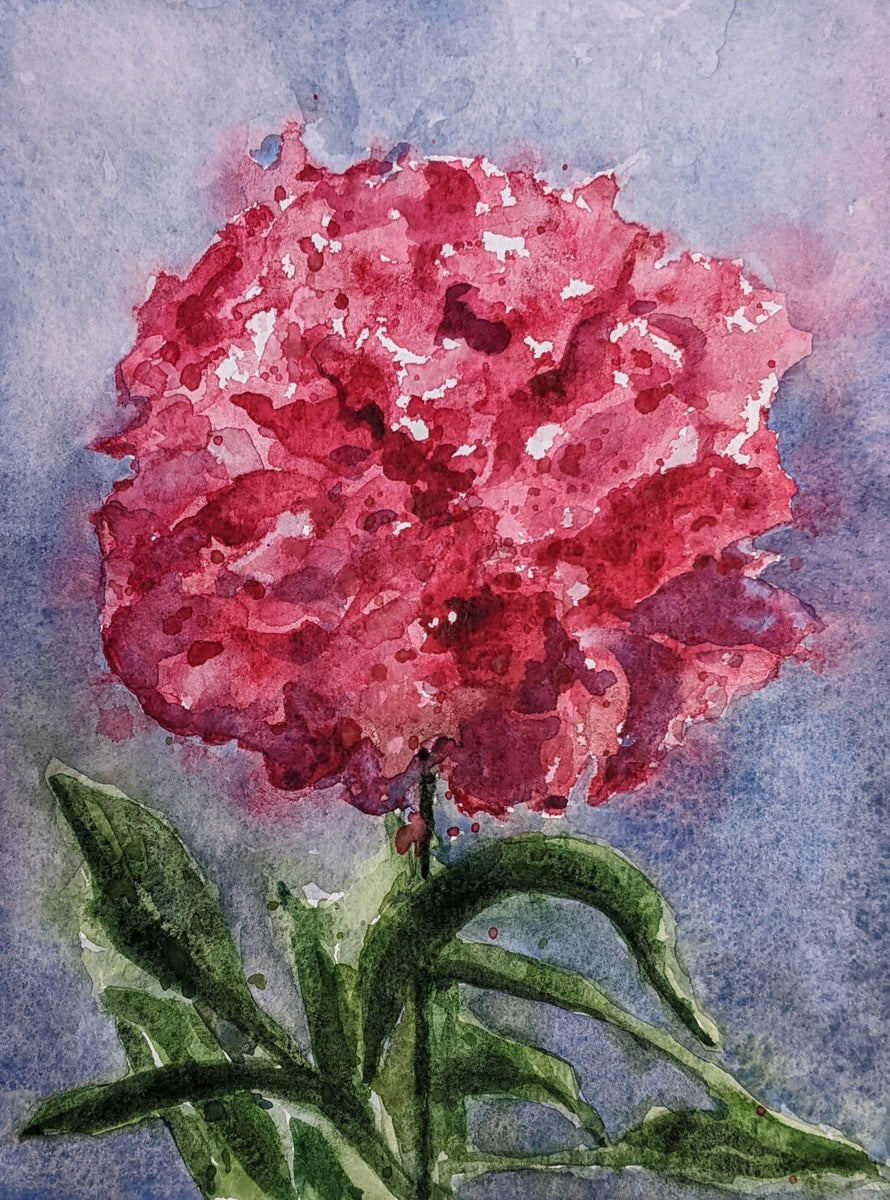 Single Peony