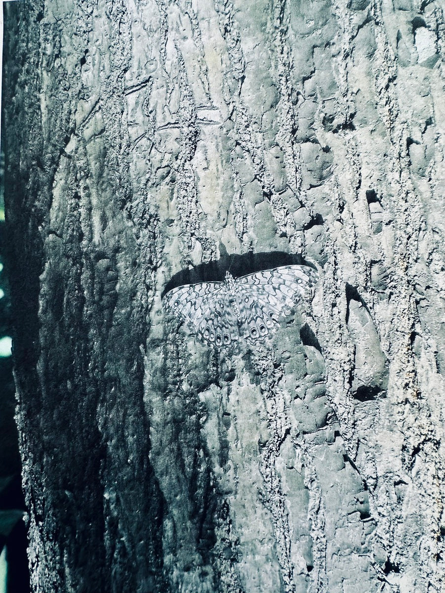 Camouflage
