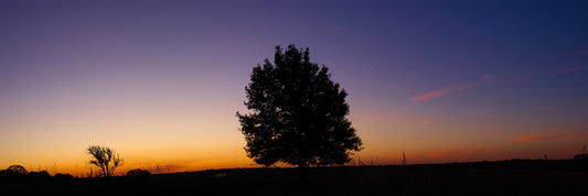 Autumn Dawn