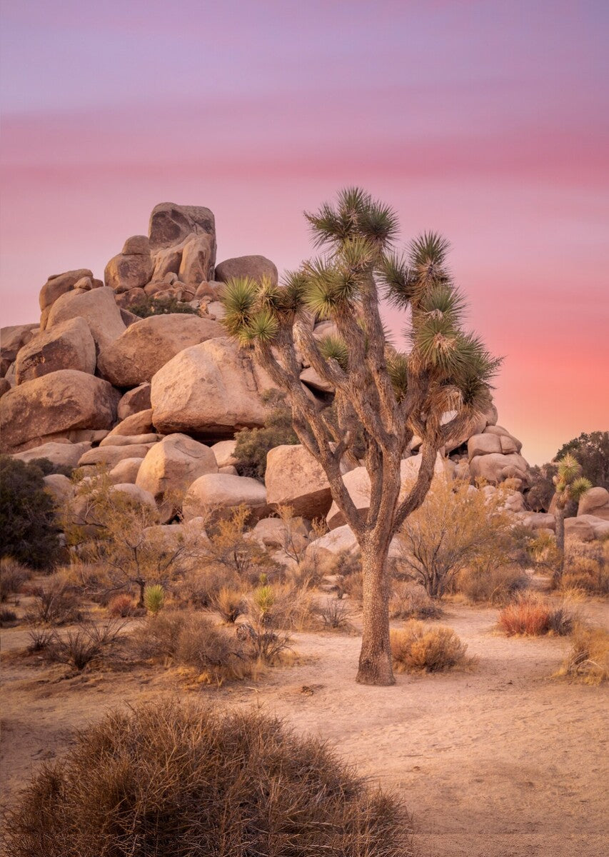 Joshua Tree Sunset