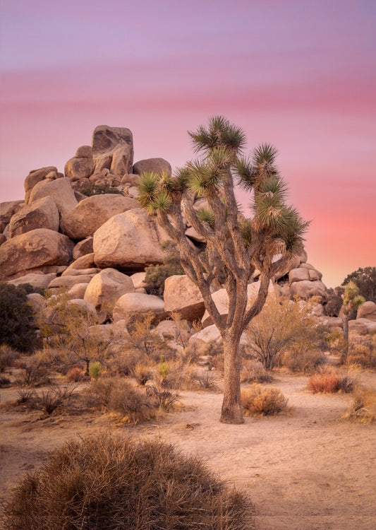 Joshua Tree Sunset