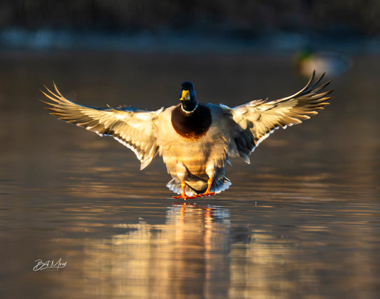 Early morning Landing