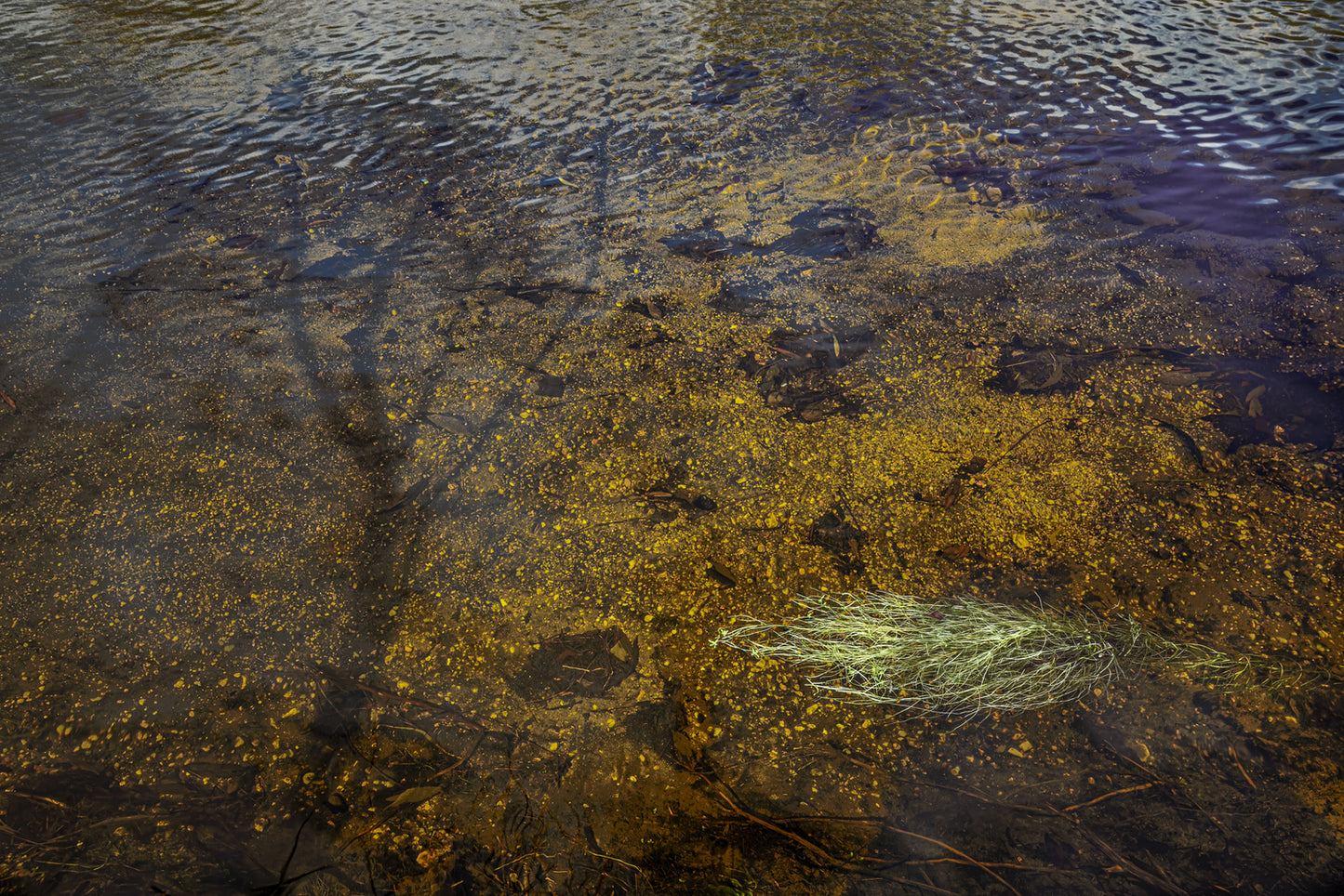 Shadow on Sabino Creek