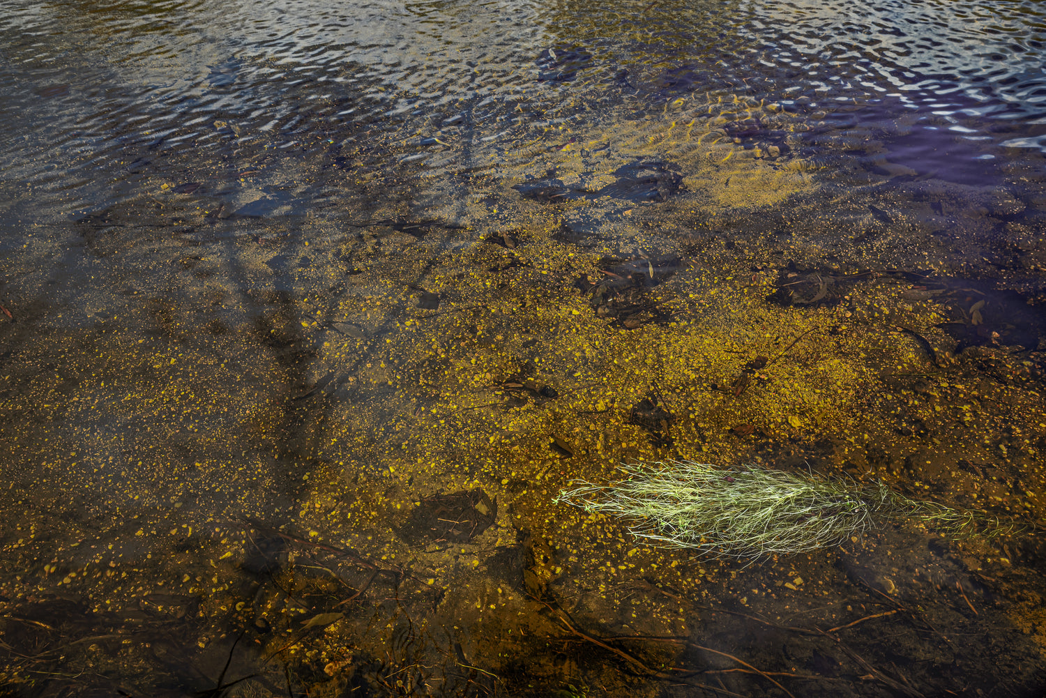 Shadow on Sabino Creek