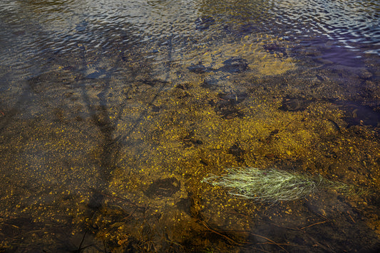 Shadow on Sabino Creek