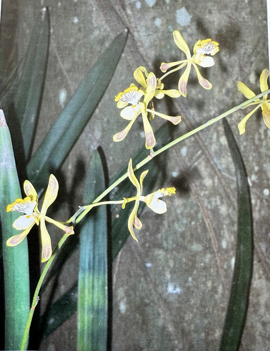 Miniature Beauties