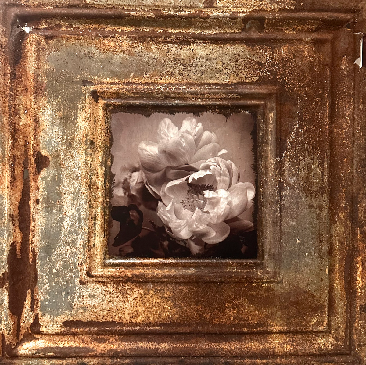 Garden Peonies