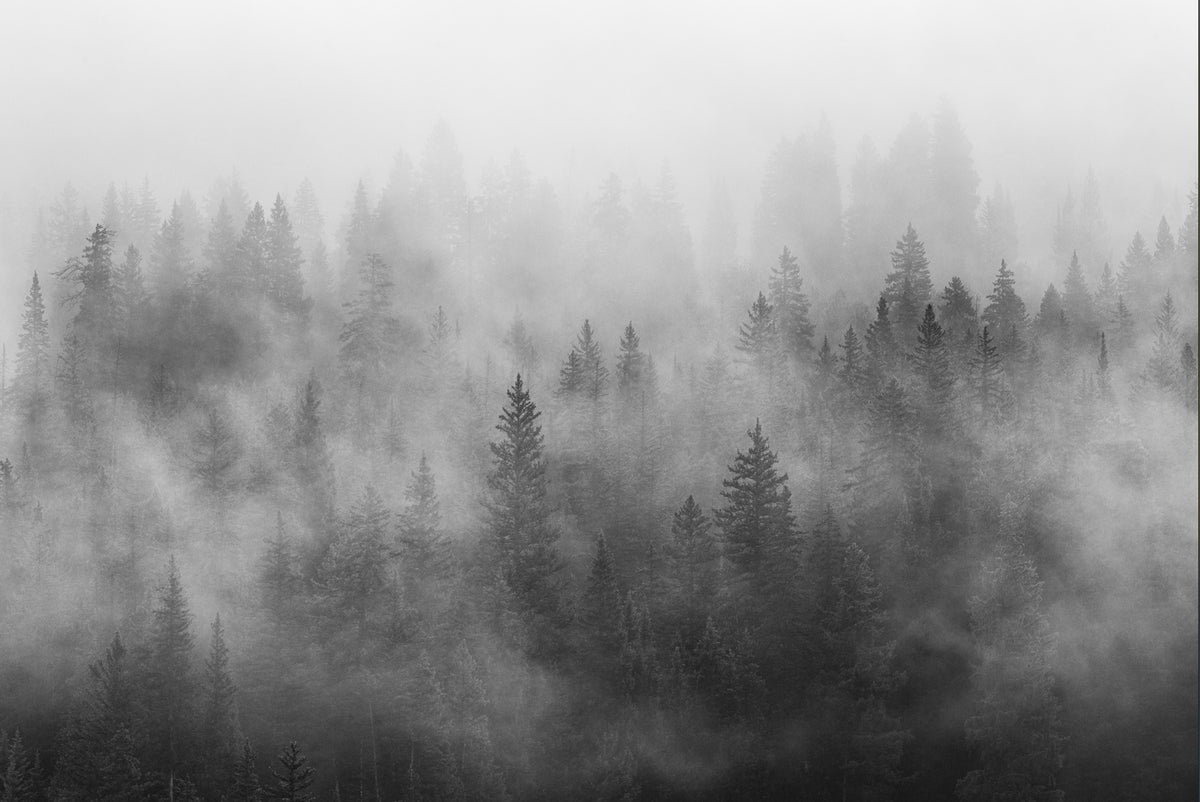Foggy Forest