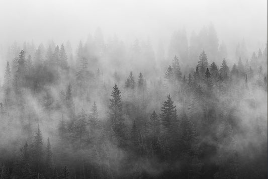 Foggy Forest
